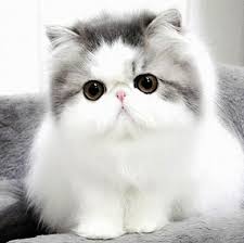 Adapun yang membedakan mengenai nama bulan dalam bahasa jepang ini adalah mengacu pada penulisannya. Pin On Cats