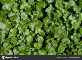Image result for Hydrocotyle ranunculoides