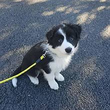 Mother is a blue merle collie father is a border collie 8 weeks old first vaccinations currently being wormed every 2 weeks ready to leave. Border Collie Wikipedia