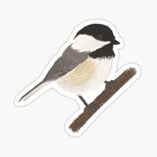 Find high quality chickadee coloring page, all coloring page images can be downloaded for free for personal use only. Black Capped Chickadee Gifts Merchandise Redbubble