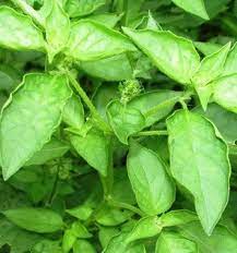 Bright red spread of my favorite bottled sambal add spiciness in every bite. Manfaat Daun Kemangi Untuk Kejantanan Dan Kesehatan