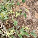 Image result for Helinus