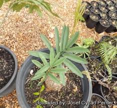 Image result for Stangeriaceae