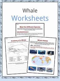 Whale Facts Worksheets Species Diet Information For Kids