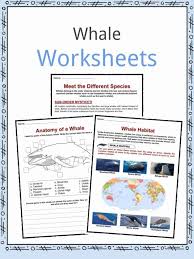 whale facts worksheets species diet information for kids