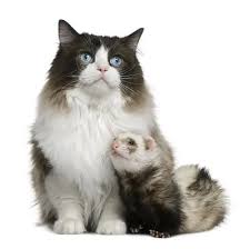 It is at only 4 months old that they reach sexual maturity and can begin reproducing. Do Cats And Ferrets Get Along Managing Behaviors Together Faqcats Com