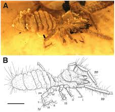 Some of which are bigger than your face. The Second Camel Spider Arachnida Solifugae From Burmese Amber