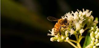 Ultimate Guide To Hay Fever