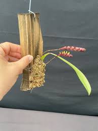 Image result for Bulbophyllum falcatum