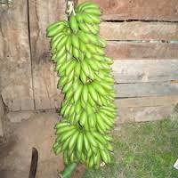 Image result for Anthericopsis sepalosa