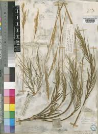 Image result for Pentameris