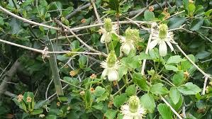 The redbud chapter of the california native plant society. Pipestem Clematis Plants Of The Foothill College California Native Plant Garden Inaturalist