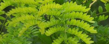 / honey locust dr, loveland, united states. Gleditsia Species Honey Locust Sweet Locust Three Thorned Acacia Gleditsia Triacanthos