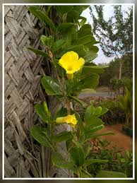 The top countries of supplier is china, from which. Buy Shajahan Nursery Garden Allamanda Creeper Yellow Flower Plant Golden Trumpet Vine Plant Online At Low Prices In India Amazon In