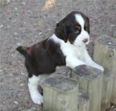 It could be more or it could be less, depending on the breeder, where the breeder lives, shipping costs and the genetic's of the puppy. 790 Spaniel Love Ideas Spaniel Spaniel Puppies Cocker Spaniel