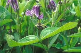 See more ideas about clematis, clematis vine, plants. Clematis Clematis Der Bio Gartner