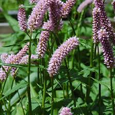 Image result for Polyspatha paniculata