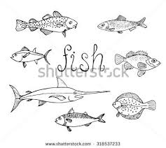Black And White Saltwater Fish Clipart Set Of Different Sea Fish Herring Cod Perch Flounder Mackerel Tuna Swordfish Hand Drawing Vector Sea Fish Fish Fish Art