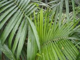 Image result for Raphia ruwenzorica