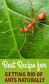 How can a worm do all of this? How To Get Rid Of Fire Ants In Your Plants Garden Style San Antonio