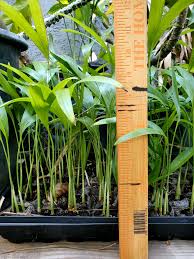 Image result for Chamaedorea radicalis