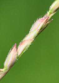 Image result for Leersia hexandra