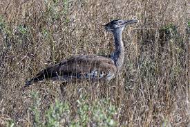 Image result for Ozoroa nitida