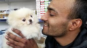 Pomeranian Boo Cinsi Buyumeyen Kopegi Satisa Cikardi Son Dakika Haberleri