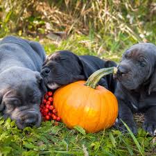Maybe you would like to learn more about one of these? 4 Things To Know About Great Dane Puppies Greenfield Puppies