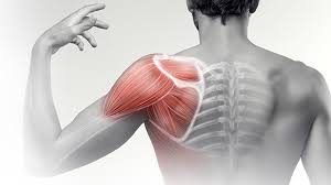 Image result for Shoulder Pain
