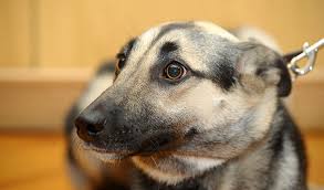 A guide to living with & training a fearful dog is an excellent book for anyone whose life includes a dog who is afraid. How To Help Your Dog Stay Calm During Fireworks Inside Science