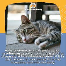 Your first choice for known nerve damage should be gabapentin, and your first choice for pain that is suddenly worse than expected with no. Cat B12 Deficiency More Common Than We Think Our Pets Health