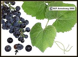 Getting black currants banned and creating quarantines (following the plant quarantine act of 1912), helped manage the disease in the past. Grape Blackberry Strawberry Huckleberry Gooseberry Photos