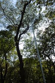 Image result for Brachystegia longifolia