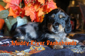 Our adorable mini dachshund puppies come in cream, black and tan, red, chocolate, dapple and piebald. Muddy River Dachshunds