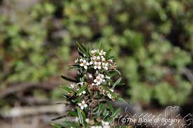 Image result for Zeuxine elongata