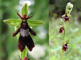Some plant, whose flowers looks like an insect. Flowers That Look Like Birds Bugs And Animals Seltene Orchideen Seltsame Blumen Manner Blumen