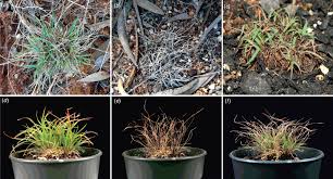 Image result for Xerophyta scabrida