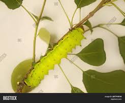 The io moth caterpillar (automeris io) is covered in tufts of green spikes that look like pine needles.the spines contain toxic substances that cause a lot of skin irritation. Big Light Yelowish Image Photo Free Trial Bigstock