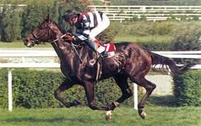 View Topic In Memoriam 2015 Horses Pilot Sport Of Kings