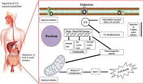 Cadmium is a naturally occurring toxic metal with common exposure in industrial workplaces, plant soils, and from smoking. Mode Of Cadmium Toxicity In Human Download Scientific Diagram