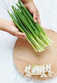 Plant the cuttings in soil. Regrow Green Onions Scallions From Kitchen Scraps 2 Ways A Piece Of Rainbow