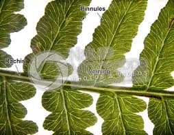 Image result for Pteridium