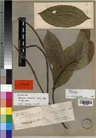 Image result for Malouetia