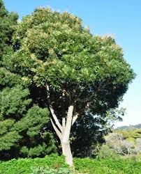 Image result for Neocussonia umbellifera