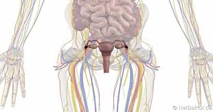 Schematische darstellung der inneren geschlechtsorgane einer frau die vagina, auch scheide genannt, ist die verbindung zwischen den äußeren und inneren weiblichen geschlechtsorganen. Innere Geschlechtsorgane Der Frau Netdoktor