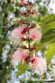 Image result for Barringtonia