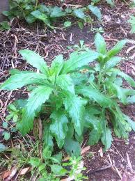 Image result for Conyza