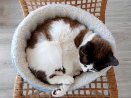 The full liner on top of the cat bed can be removed easily so you can place it in the. á‰ Best Cat Beds Top Rated Beds For Cats Vet Approved Review