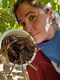 How to rehab baby mice found in a wall?